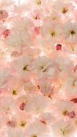 Sakura flowers background, light pink floral blossom photo