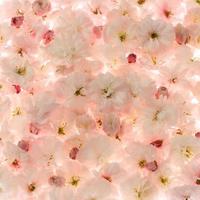 Sakura flowers background, light pink floral blossom photo