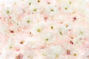 Sakura flowers background, light pink floral blossom photo