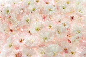 Sakura flowers background, light pink floral blossom photo