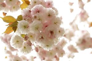 Sakura tree blooming, japanese cherry garden blossom photo