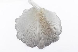Oyster Mushroom Phoenix Mushroom, Lung Oyster Mushroom is a good choice of food for vegetarian. Close up of behind of oyster mushroom with white background. photo