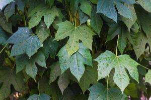 Leaves of Cnidoscolus aconitifolius or chaya plants on nature background. Close up Tree spinach or Chaya photo