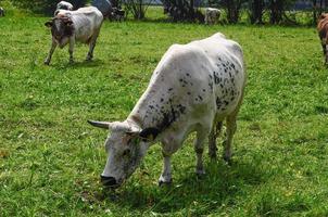 cow mammal animal photo