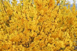 forsythia árbol flor amarilla foto
