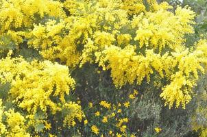 flores de mimosa amarillas de la planta de acacia dealbata, también conocida como acacia plateada foto