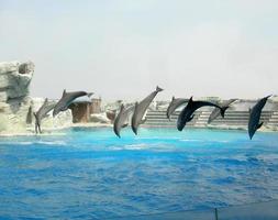 Dolphins playing in a pool photo