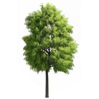 Beautiful 3D Trees Isolated on white background , Use for visualization in architectural design photo