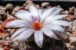 Flower of a cactus plant growing in a garden photo