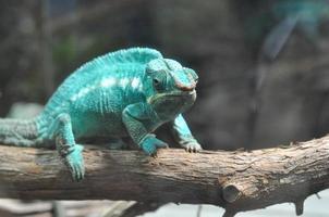 Chameleon lizard of the family of Chamaeleonidae photo