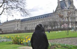 crow animal of class Aves birds photo