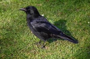 crow bird animal photo