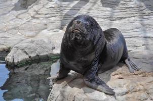 Otary mammal animal photo