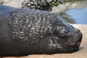 animal mamífero otary foto