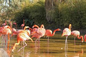 Scarlet Ibis aka Eudocimus ruber bird animals in a water pond photo