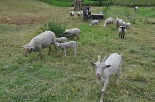 sheep mammal animal photo