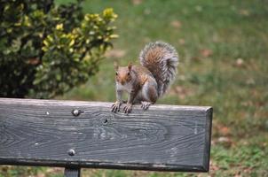 red squirrel animal of class Mammalia mammals photo