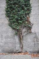 Ivy plant on wall photo