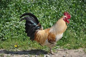 rooster bird animal photo