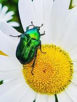 Big green beetle on flower. Shiny insect sits on a white daisy