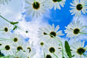 vista inferior de margaritas blancas en el jardín. flores de manzanilla contra el cielo azul.