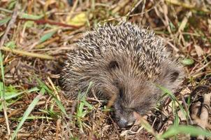 Hedgehog Erinaceomorpha Erinaceinae Erinaceidae spiny mammal ani photo