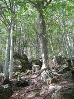 View of Monte Amiata hills and forests, Tuscany, Italy photo