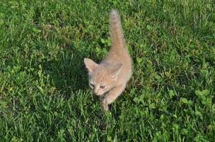 orange domestic tabby cat mammal animal