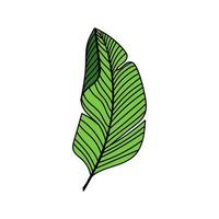A simple palm leaf icon. Vivid illustration. A hand-drawn doodle-style element. Palm tree. Tropics, summer. Isolated vector illustration