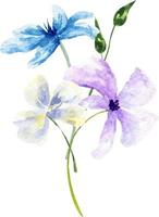 Watercolor bouquet of spring flowers.Decoration isolated on white background, bouquet of wild composition. vector