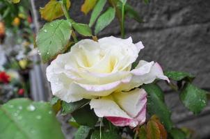 rosa blanca flor perenne arbusto vid del género rosa rosaceae fl foto