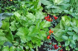 Vegetables plants including red hot chili peppers, peppermint an photo