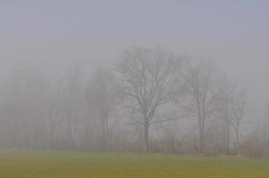 niebla en el campo al amanecer foto