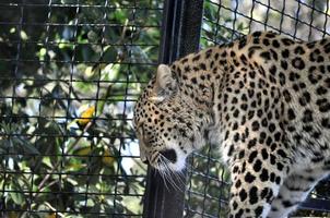 Leopard or Panthera Pardus of the Felidae family photo