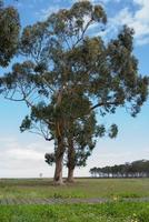 High eucalyptus seen from below. Recreation area at El Puntal, Asturias. Forest in the background. Sunny day. photo