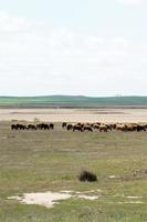 Vertical shot of a lock of sheep in a beautiful landscape. Springtime at Villafafila, Zamora photo