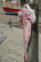 Fresh anglerfish hung out to dry at Tazones, a beautiful fisherman village in Asturias, Spain. Red boat in the background photo