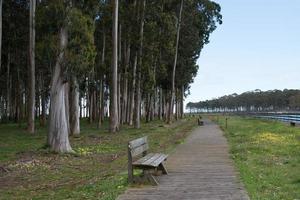 Walking path along the river between El Puntal and Rodiles. Wooden bench, eucalyptus forest. Asturias.