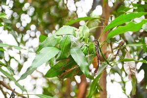 Red ant nest on lychee tree, Ant nest with leaf on green tree photo