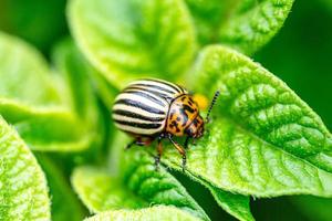 primer plano de un escarabajo de colorado en una hoja de patata foto