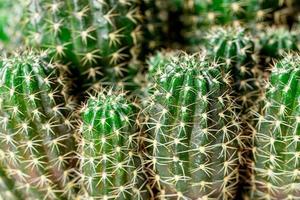 Close-up bush of green cactus with thorns photo