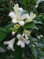 foto de plantas ornamentales con flores de manzanilla