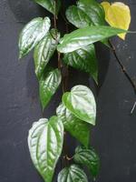 foto de plantas ornamentales de hoja de betel