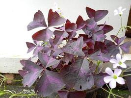 foto de plantas ornamentales de flores de mariposa