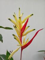 foto de plantas ornamentales de flores de heliconia