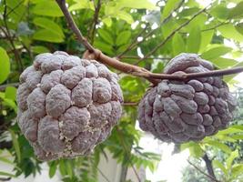 foto de la planta de fruta srikaya