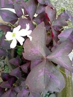 foto de plantas ornamentales de flores de mariposa