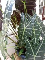 Alocasia ornamental plant photo