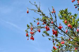 Beautiful view of a chile lantern tree against a blue sky photo