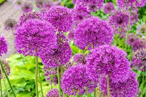 Primer plano de flores de echinops púrpura en un jardín. foto